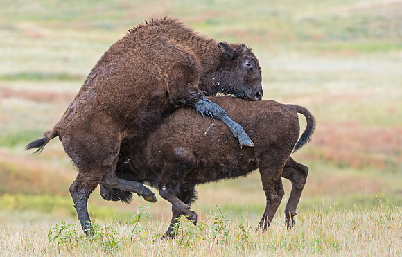 Bison_26