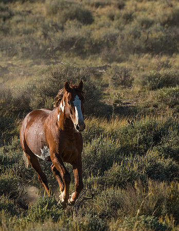 Wild_horse_1