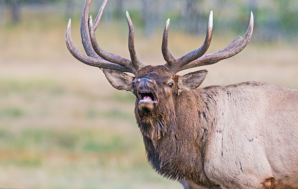 Elk_19