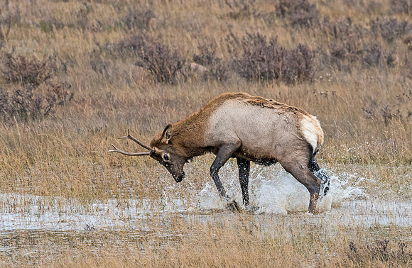 elk_25