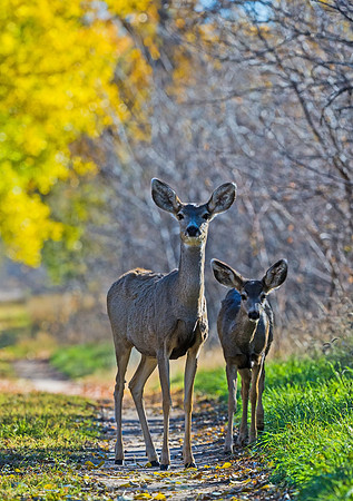 Mule_deer_35