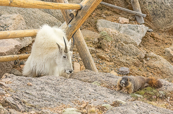 Mountain_goat_Yellow-bellied_Marmot_Friends_MBS_2024_2