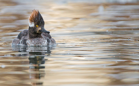 Hooded_merganser_3