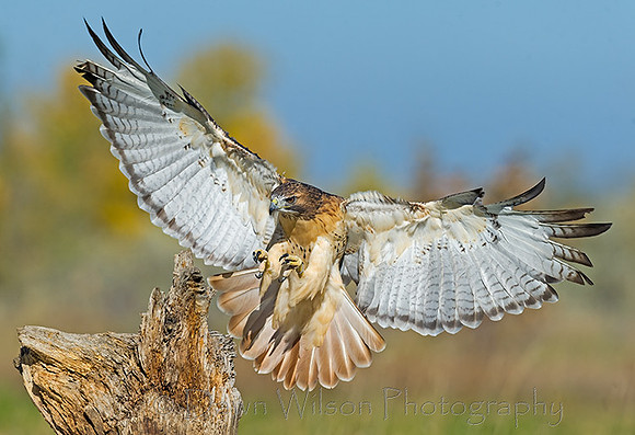 Red-tailed_hawk_4