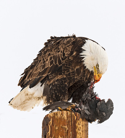 Bald_eagle_36