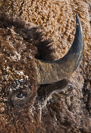 Bison_42