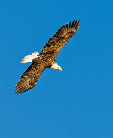 Bald_eagle_97