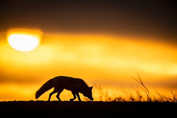 Red_fox_Nome_2023_3