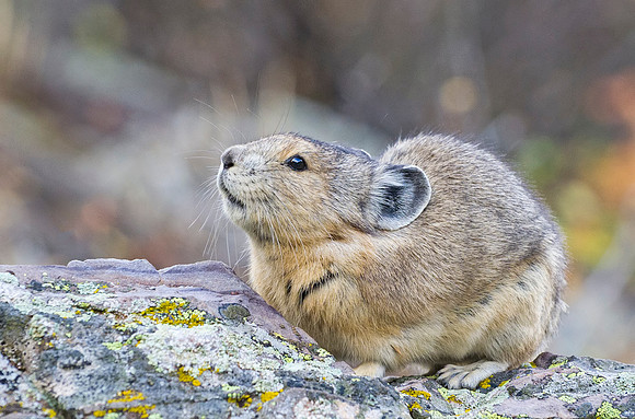 Pika_MB_Fall_2