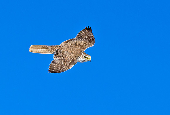 Merlin_8