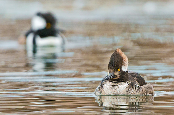 Hooded_merganser_13