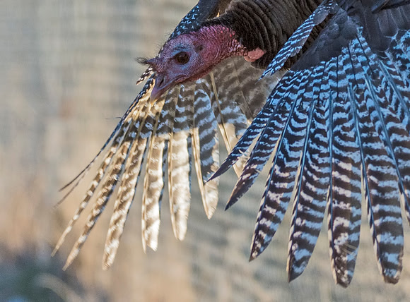 Turkey_WC_10