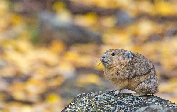Pika_MB_Fall_3