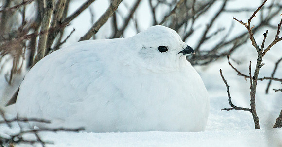 White-tailed_ptarmigan_33