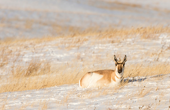 Pronghorn_Laramie_1