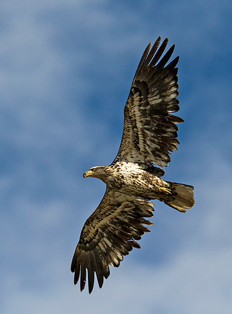 Bald_eagle_102