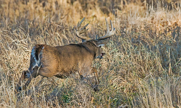 White-tailed_deer_19