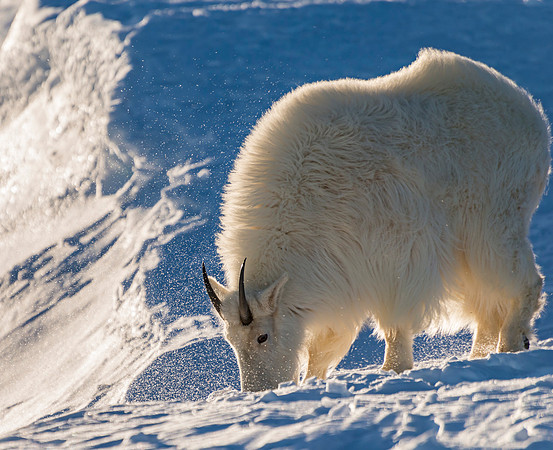 Mountain_Goat_36
