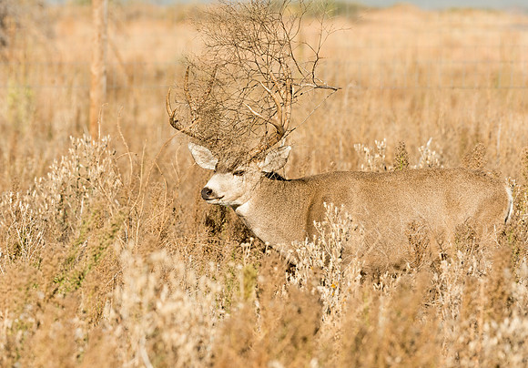 Mule_deer_buck_87