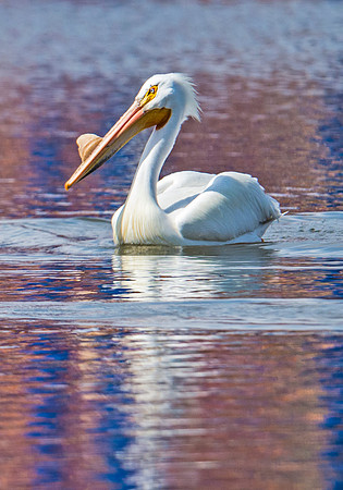 American_white_pelican_19