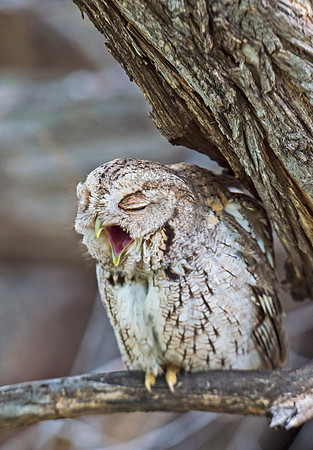 Eastern_screech_owl_3