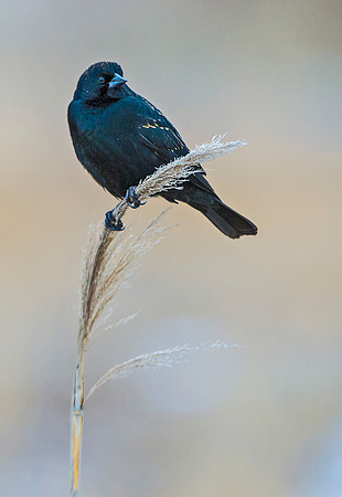 Red-winged_blackbird_1