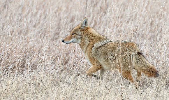 Coyote_21
