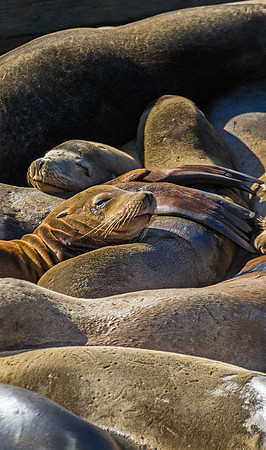 Sea_lion_1