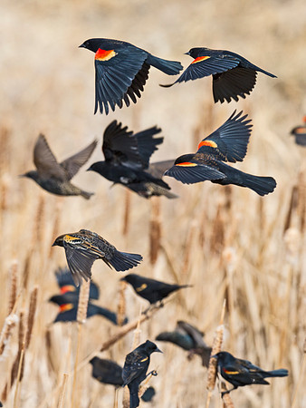 Red-winged_blackbirds_2