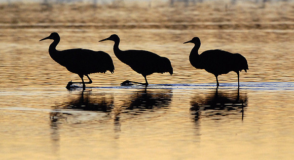 Three Walking Cranes