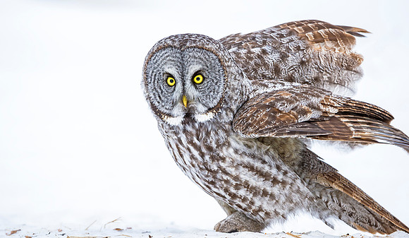 Great_gray_owl_3