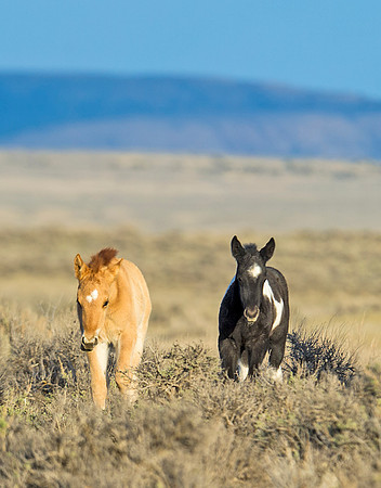 Wild_horse_13