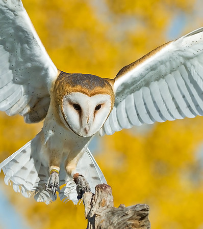 barn_owl_9