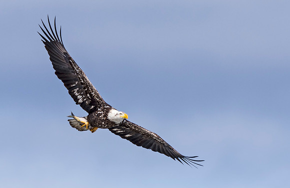 Bald_eagle_CCSP_4