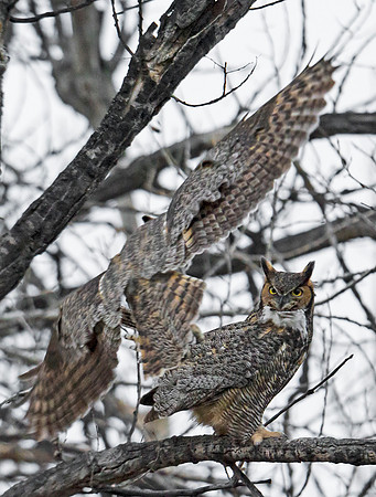 Great Horned Owl 25