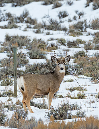 Mule_Deer_WY_2