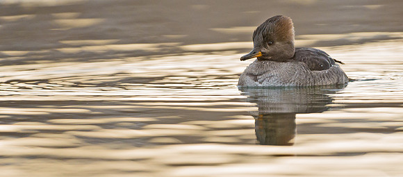 Hooded_merganser_5