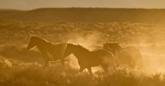 Wild_horse_16