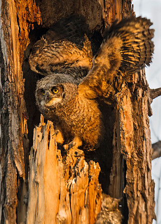 Great_horned_owlet_34