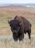 Bison_25