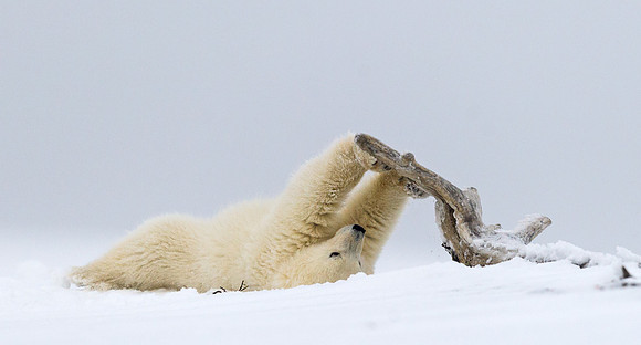 Polar_bear_23