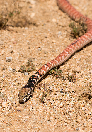 Coachwhip_snake_1