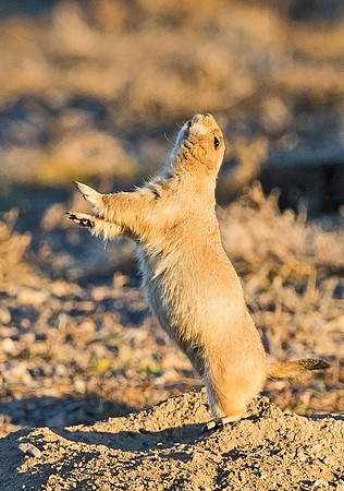 Black-tailed_Prairie_Dog_12