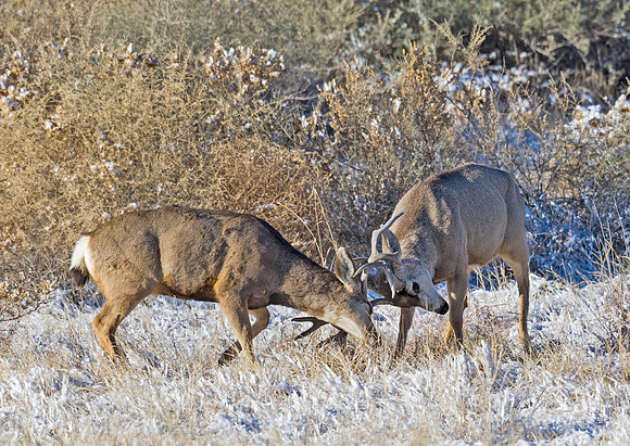 Mule_deer_89