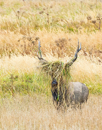 Elk_35