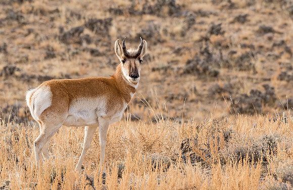 pronghorn_antelope_15