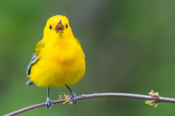 Prothonotary_warbler_BWIAB_2024_1