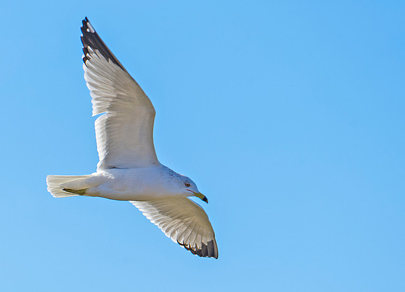 Ring-billed_gull_4