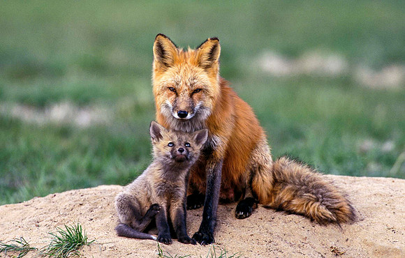 Mother Fox and Cub