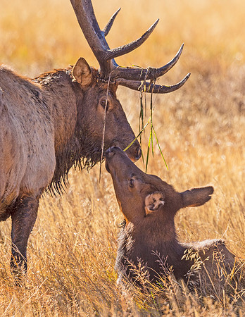 Elk_RMNP_2016_26